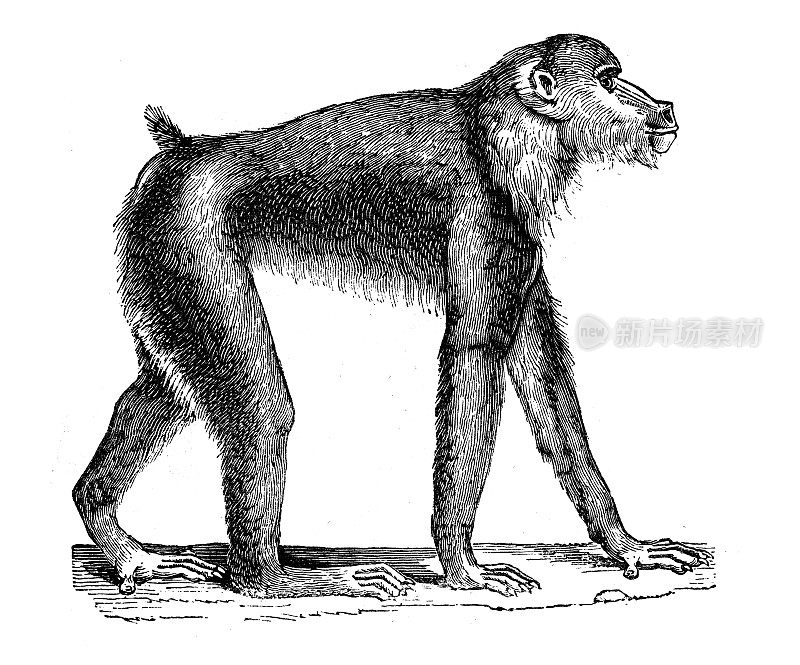 古玩动物插图:黄狒狒(Papio cynocephalus)